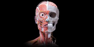 Анатомия - 3D Атлас
